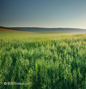 [Customs Knowledge] About Importing Spanish Oat Grass