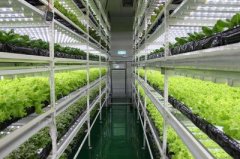 Customs Knowledge: Import of Special Plants for Stone Resear